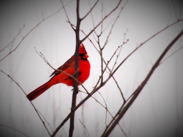 Red Robin in my back yard